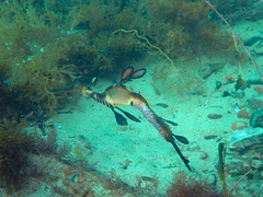 Phyllopteryx taeniolatus