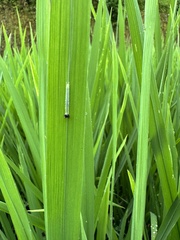 Satyrinae