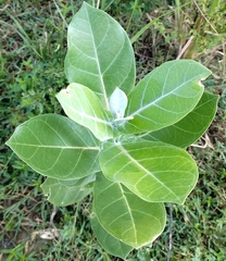 Calotropis