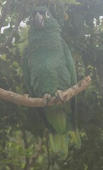 Amazona farinosa