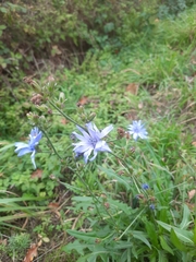 Cichorium intybus