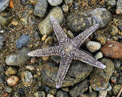 Astropecten platyacanthus