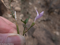 Dicliptera fruticosa