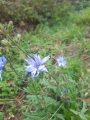 Cichorium intybus
