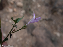 Dicliptera fruticosa