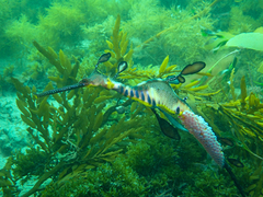 Phyllopteryx taeniolatus