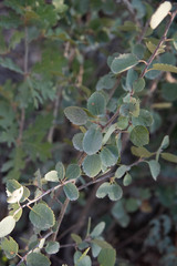 Amelanchier utahensis