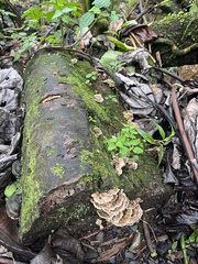 Trametes menziesii
