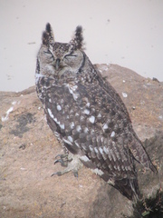 Bubo africanus