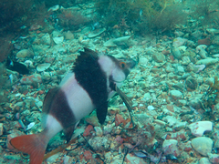 Pseudogoniistius nigripes