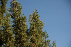 Juniperus osteosperma