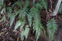 Cranfillia vulcanica