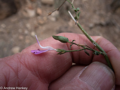 Dicliptera fruticosa