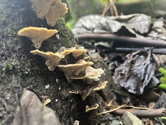 Trametes menziesii