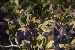 Arctostaphylos pungens