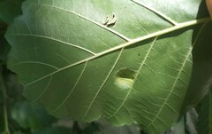 Taphrina sadebeckii