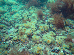 Anthothoe albocincta