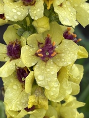 Verbascum nigrum
