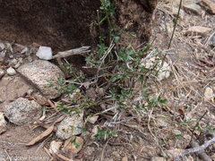 Dicliptera fruticosa