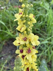 Verbascum nigrum