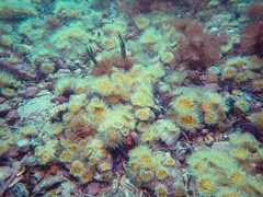 Anthothoe albocincta