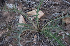 Cirsium arizonicum