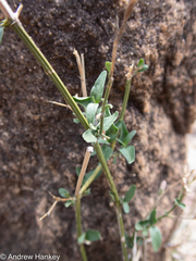 Dicliptera fruticosa