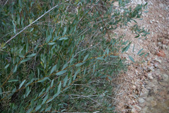 Populus angustifolia