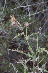 Cirsium arizonicum