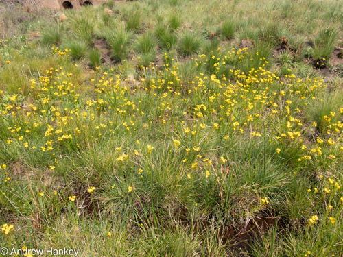 De Castro's Bulbine (Bulbine decastroi)