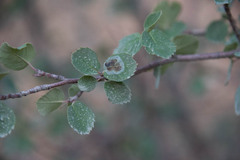 Amelanchier utahensis