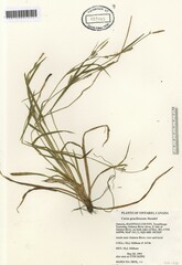Carex gracilescens
