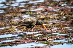 Haematopus fuliginosus