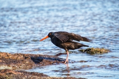 Haematopus fuliginosus