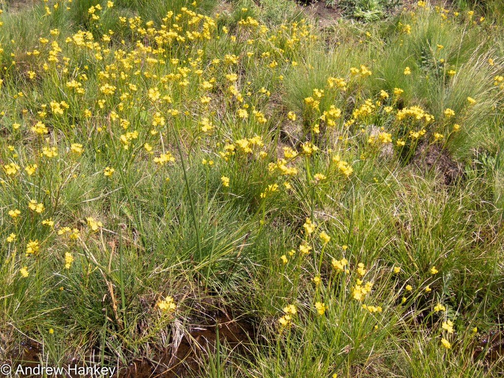 De Castro's Bulbine