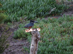 Megaceryle maxima maxima