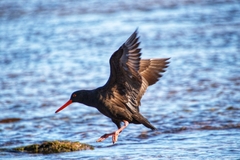 Haematopus fuliginosus