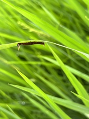 Satyrinae