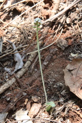Drimiopsis