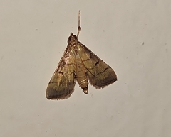 Spilomelini