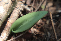 Drimiopsis