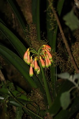 Clivia caulescens