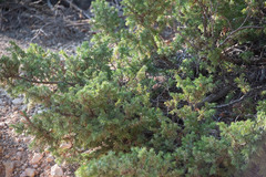 Juniperus communis