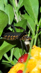 Leptoglossus gonagra