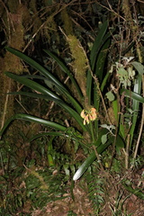 Clivia caulescens