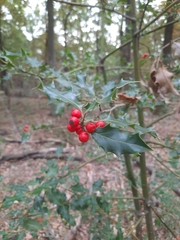 Ilex aquifolium