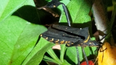 Leptoglossus gonagra