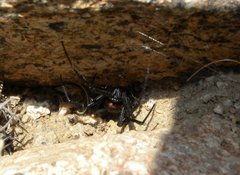 Latrodectus thoracicus