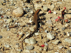 Algyroides moreoticus