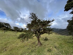 Escallonia myrtilloides